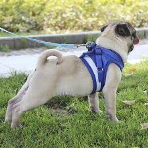 harness vest with leash